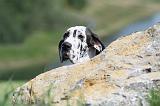 DOGUE ALLEMAND 092